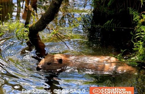 biber und co2 kompensation