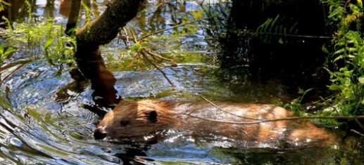 biber und co2 kompensation